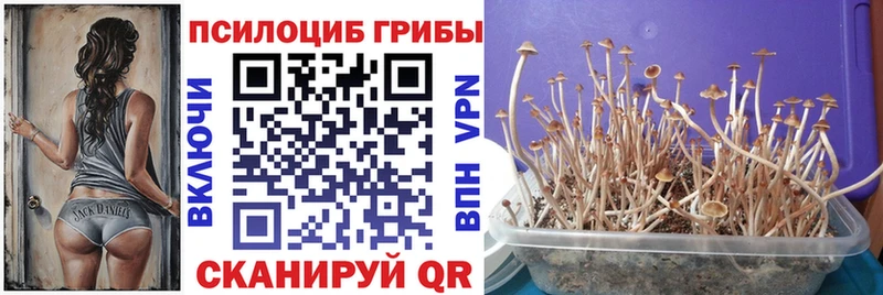 Купить  Ленск  Псилоцибиновые грибы мицелий 